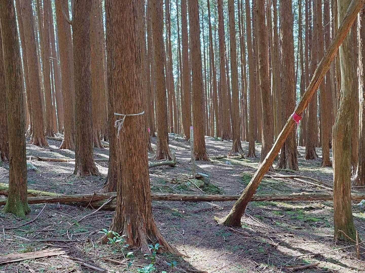 平坦で広い