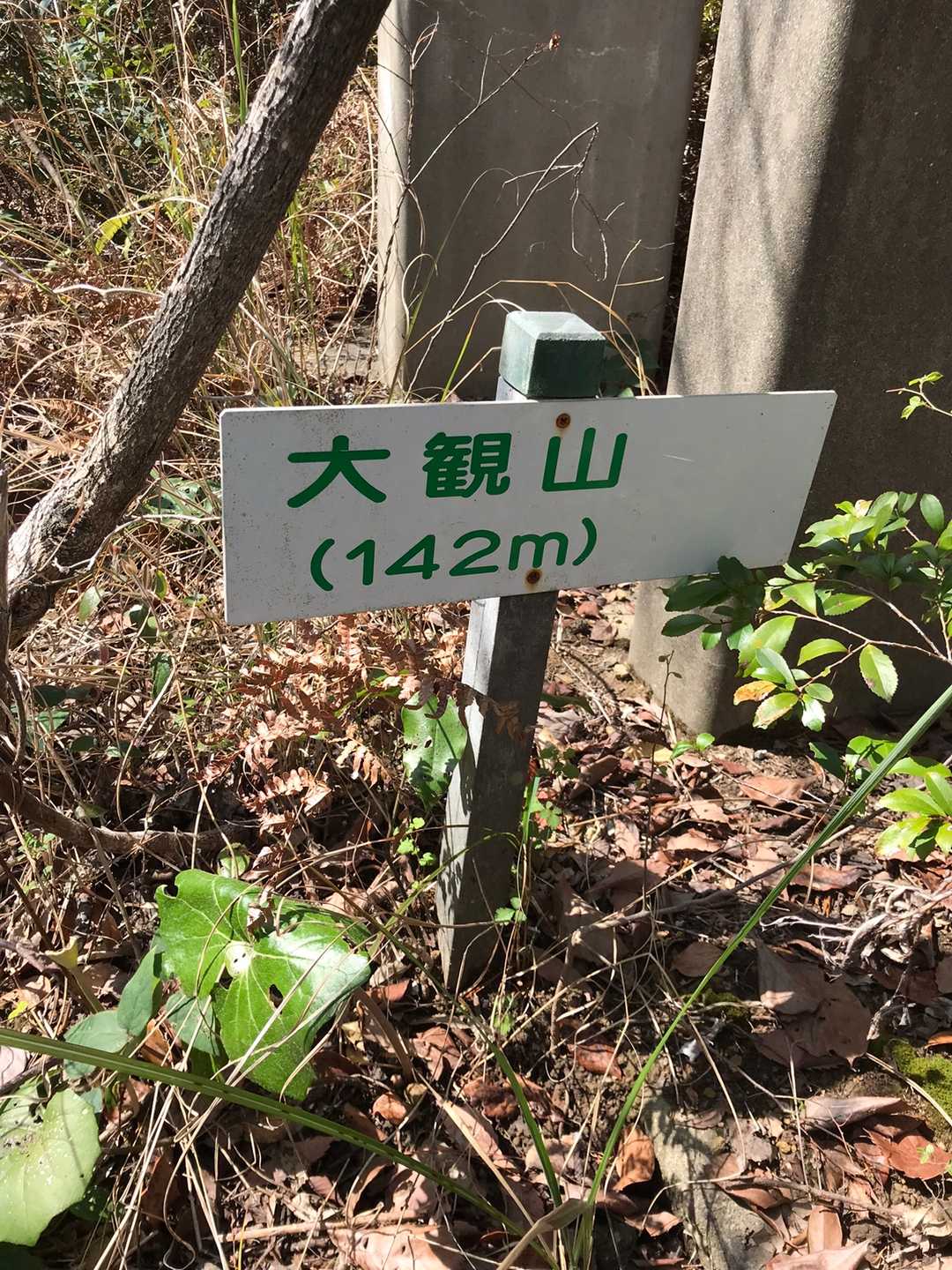 維和島南部のピーク、大観山。
「天草四郎生誕の島だそうですよ、師匠」
「西郷さんゆかりの道、とニュアンスが似てるな」