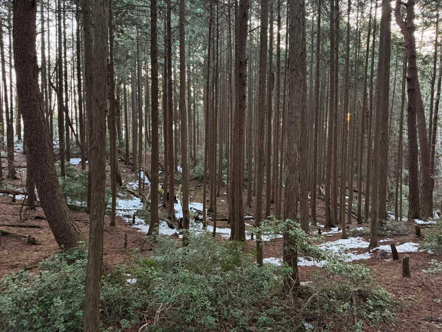 伊勢神峠-大多賀峠登山口-寧比曽岳-富士見峠 往復コースの写真