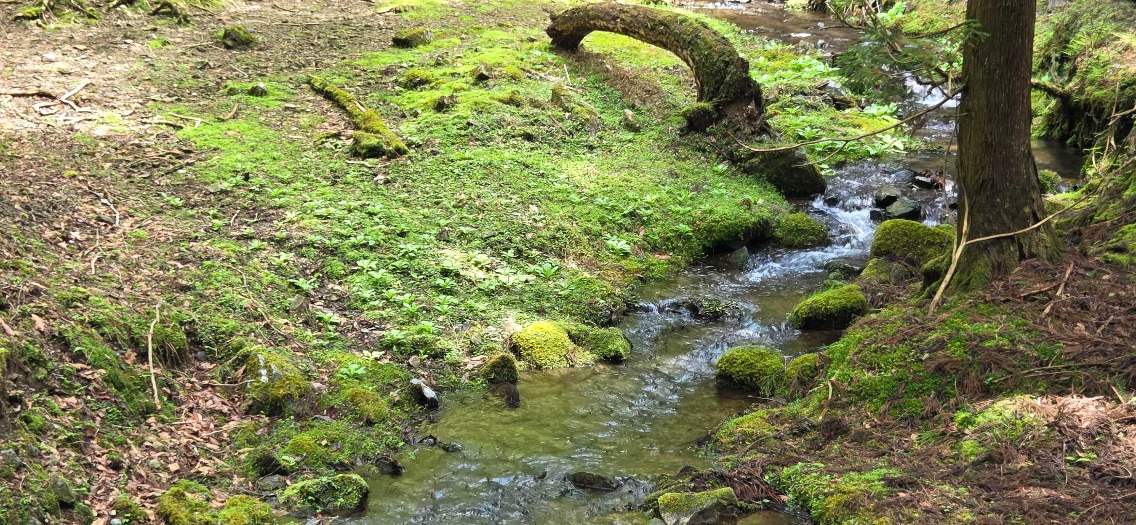 花脊高原前バス停-雲取峠-雲取山 往復コースの写真