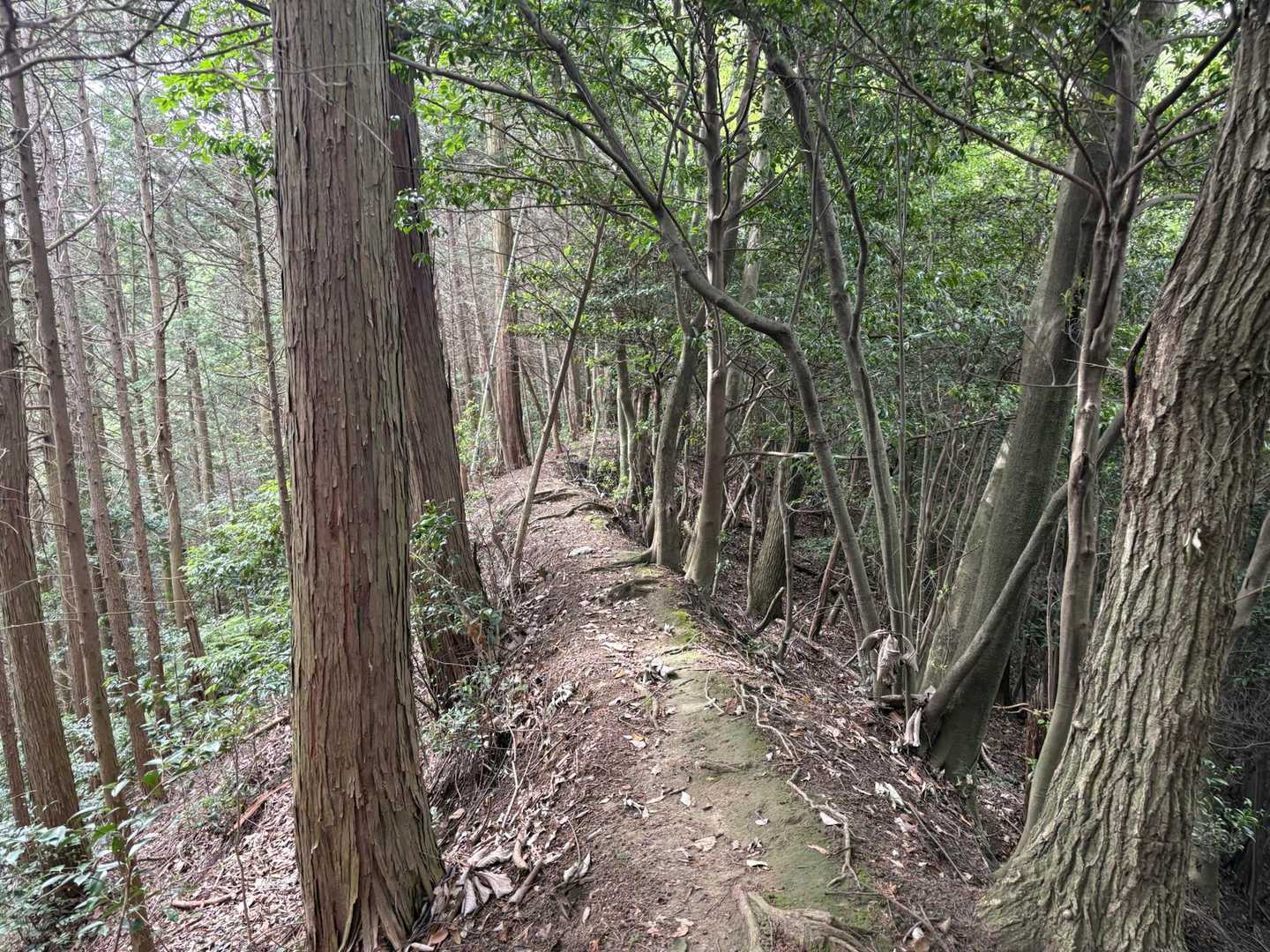 立木山-袴腰山 往復コースの写真