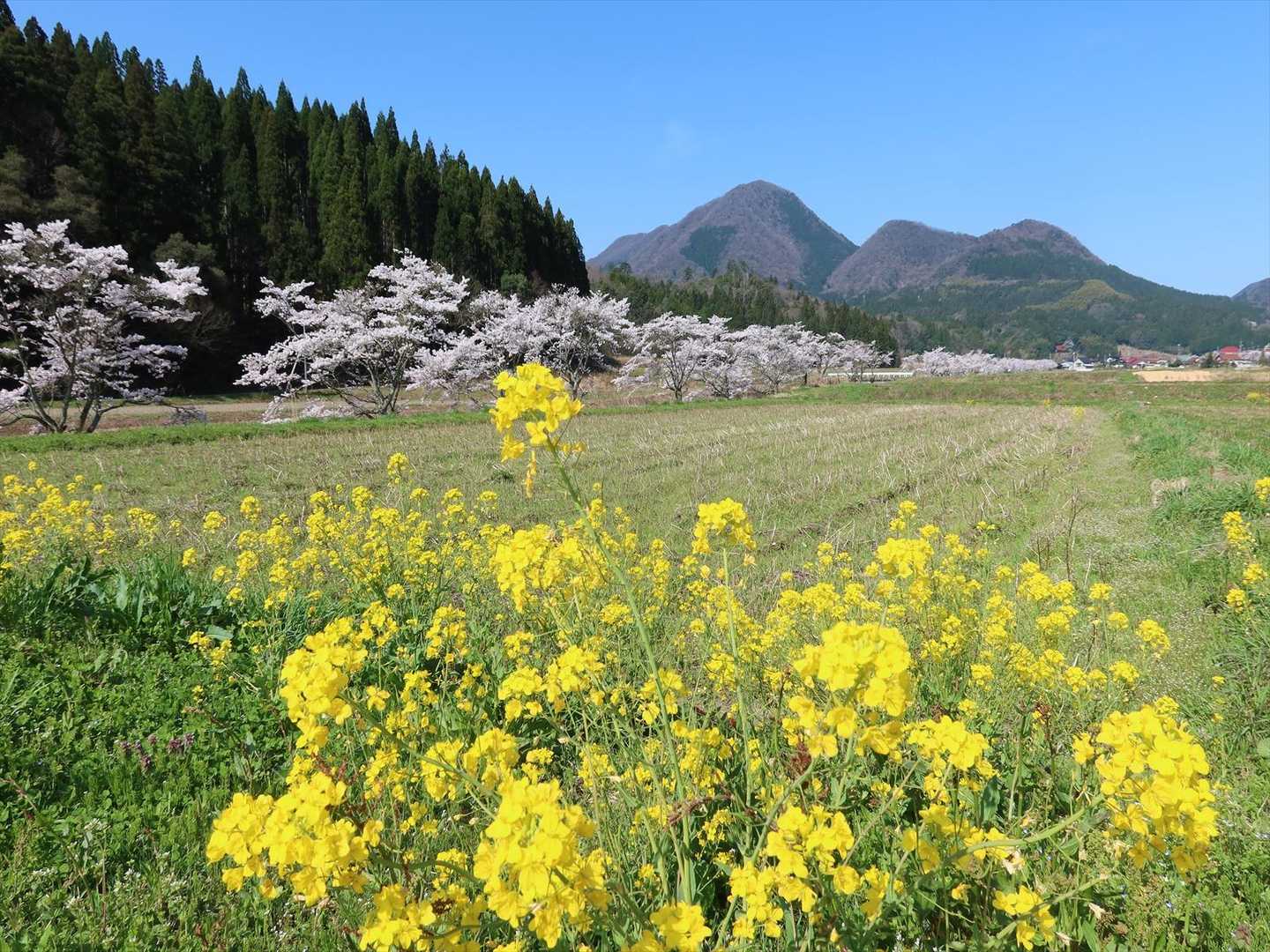 ギフチョウの舞う「大江高山」へ（島根県） / エントツ山の登山データ