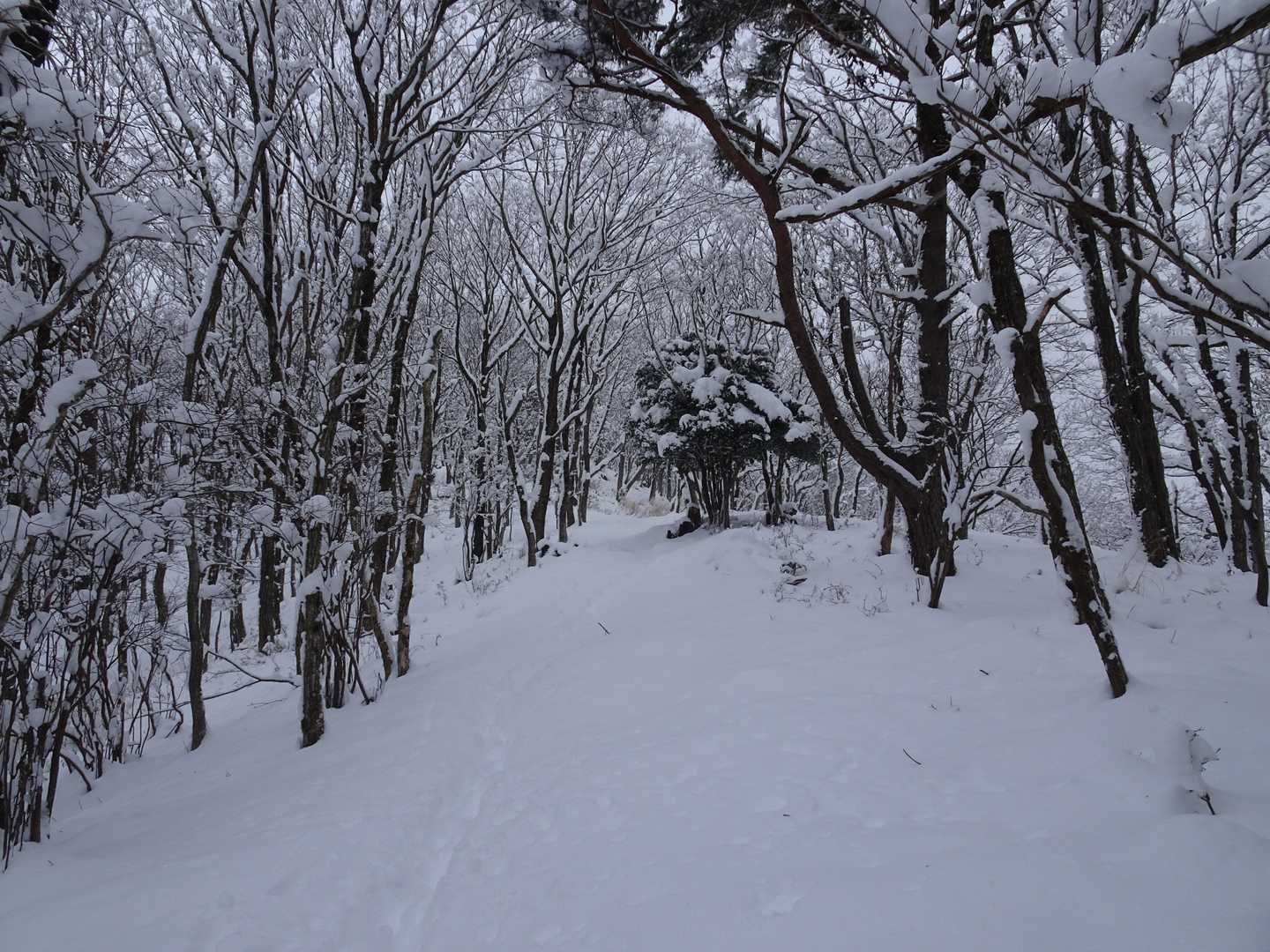 曇りやけども積雪たっぷりで楽しい
先行者のトレースを辿る