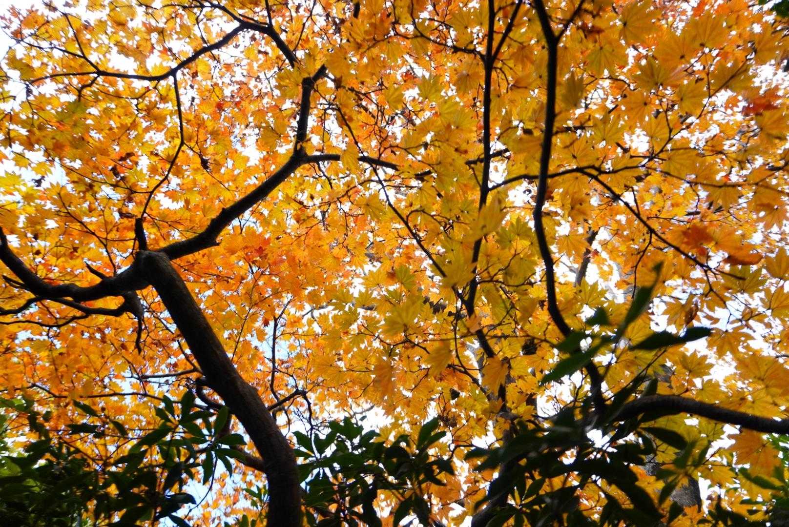 ネコ最高点-ネコ-笠岳-菰野富士 周回コースの写真