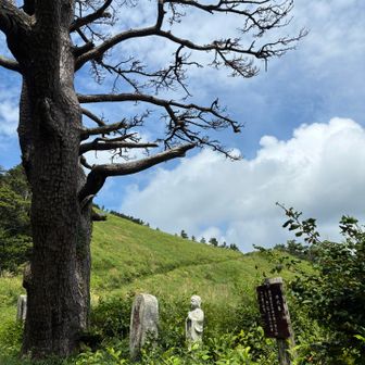 この木はまだ生きてんのかな？