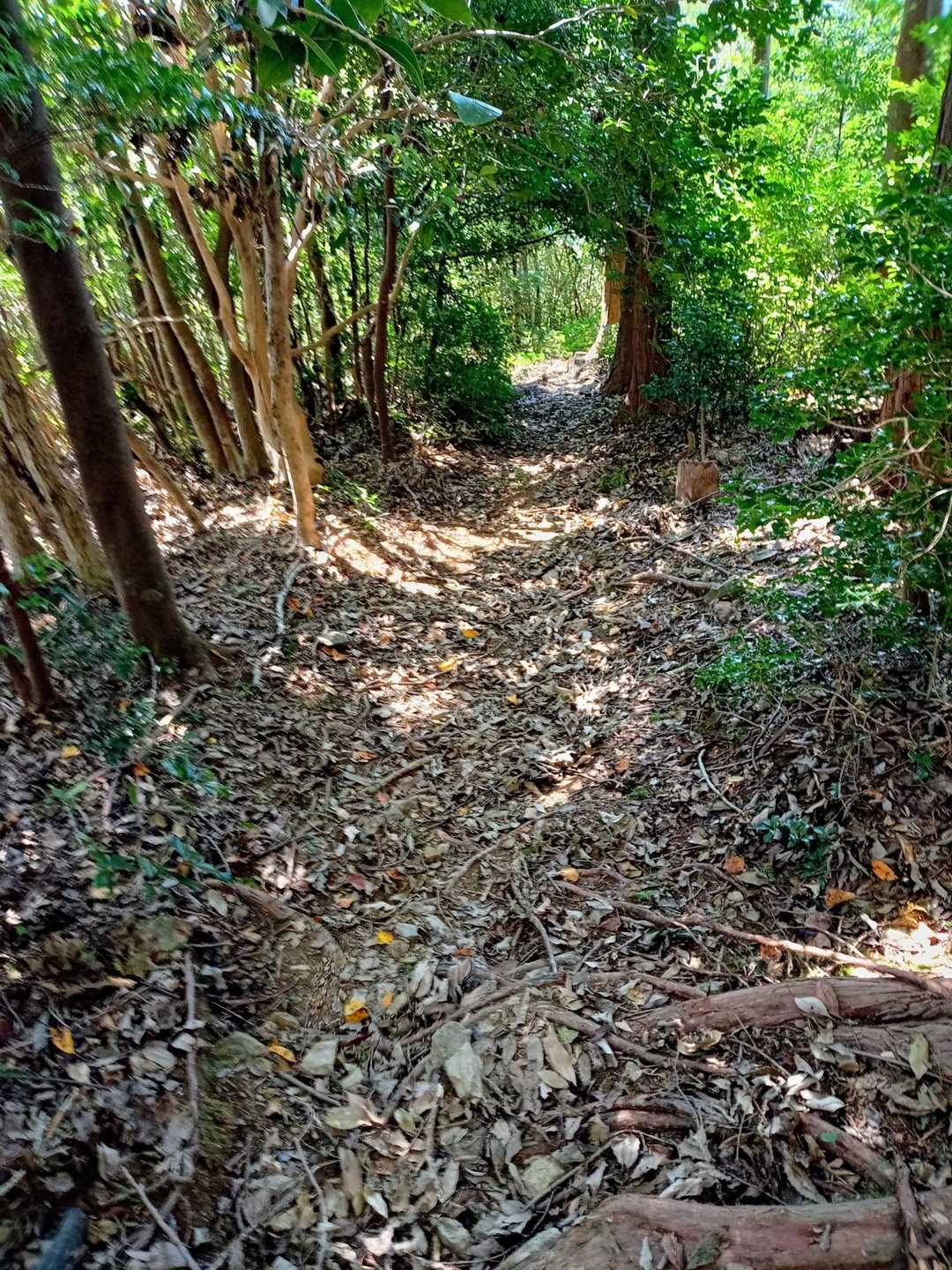 トンネル🌿をぬけると…🚶👀