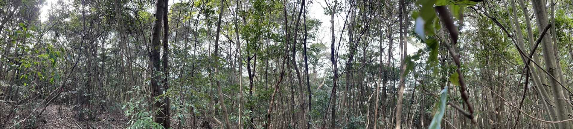 絶景かな、絶景かな
パノラマにてその眺望をどーぞ。
360度
見渡せます