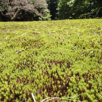 ウノタワの苔の絨毯は圧巻！