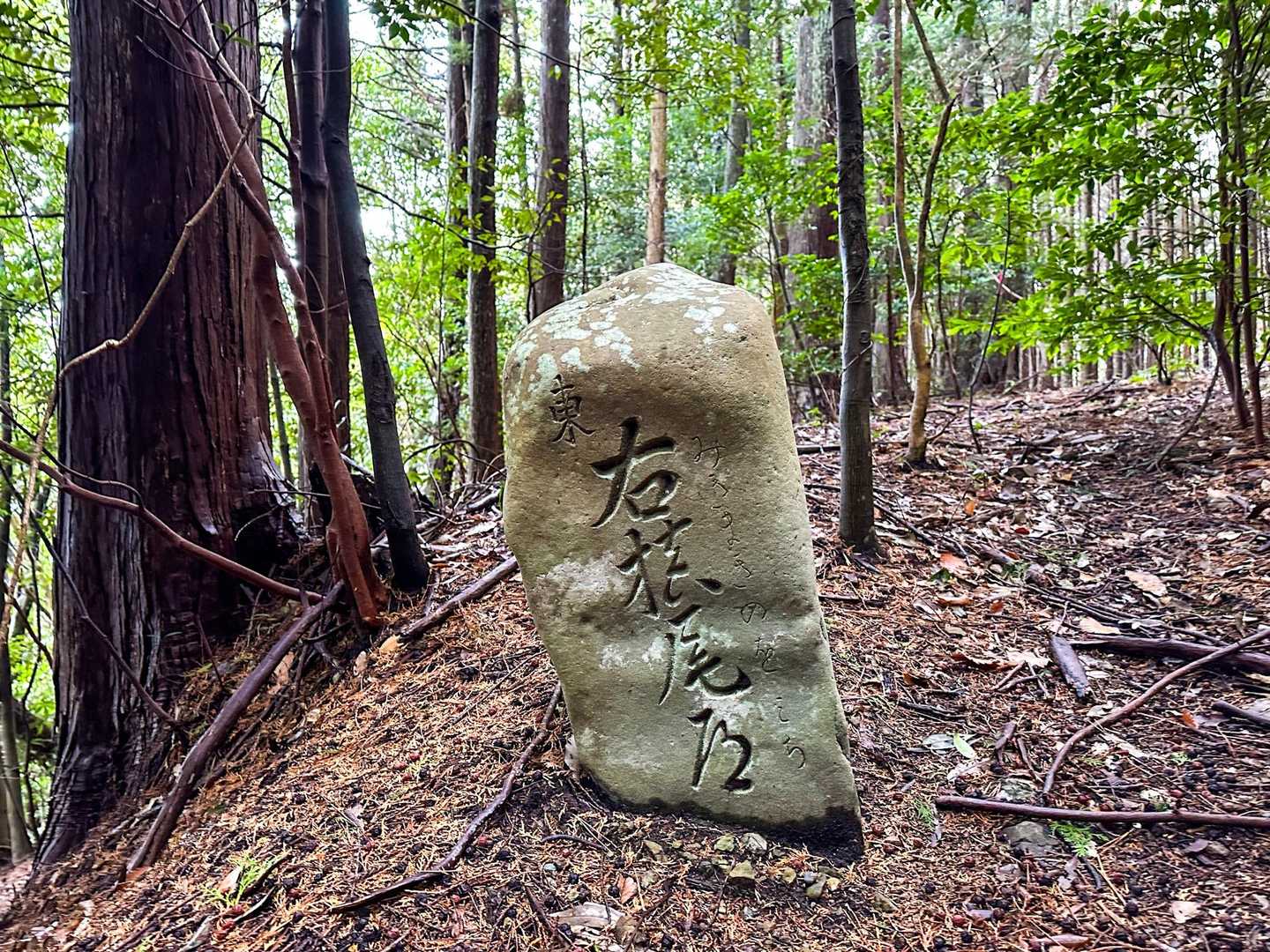 蔵王峠-南葛城山 往復コースの写真