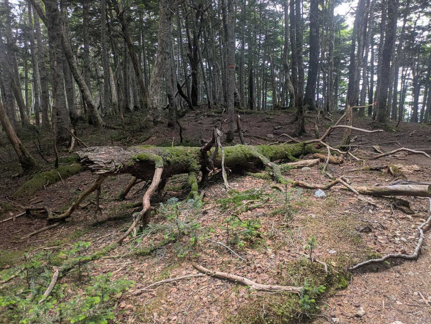 こういうフォルムの地球外生命体いたよね？