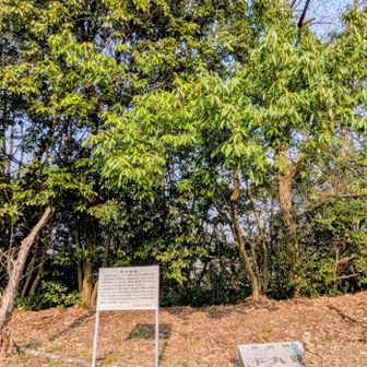 城跡
プレート探したけどなさそうでした