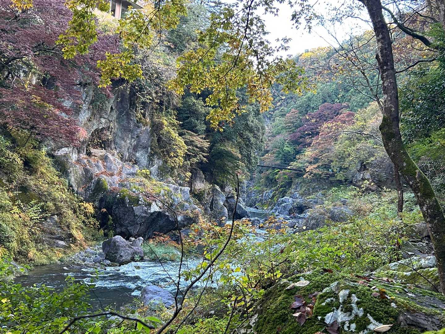 川の水が綺麗😍
朝だと空気がキュッとしてて
しゃっきりする。
土曜日だけど、案外人少なめでした。
静かに歩けるし、苔覗いてても邪魔にならないw