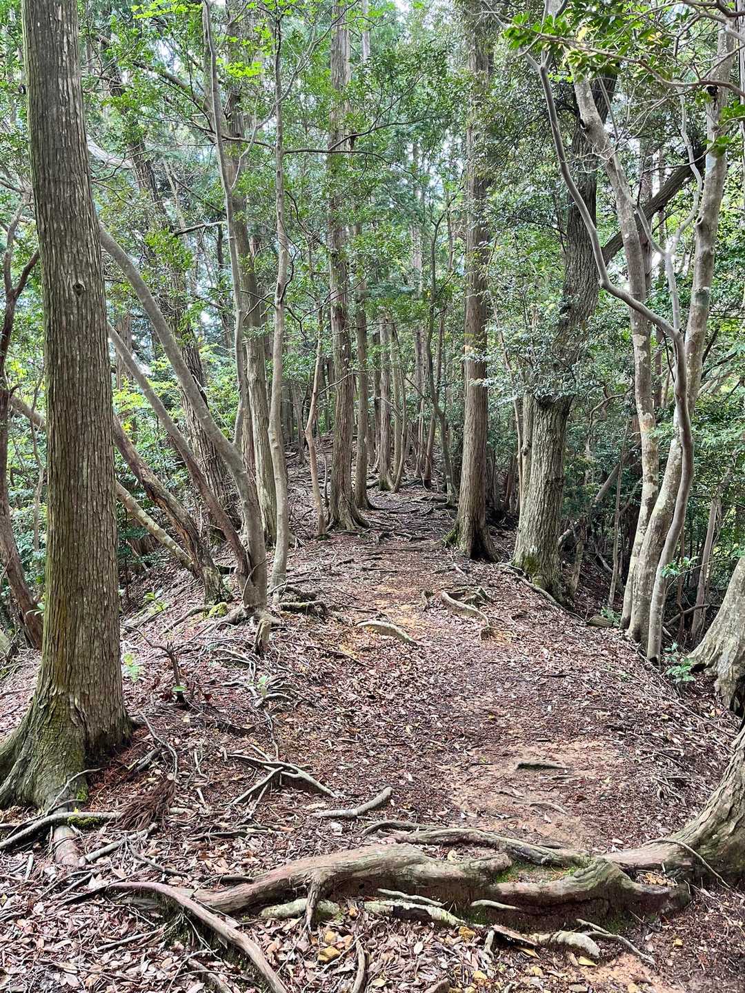 しばらく森を歩いて