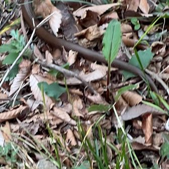 へび！　カメラ準備中に逃げられます。