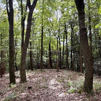 下山ルートの途中⛰️“日岡山”に寄り道🚶‍♀️
日岡山 山頂付近の様子…開けた眺望はありません😢