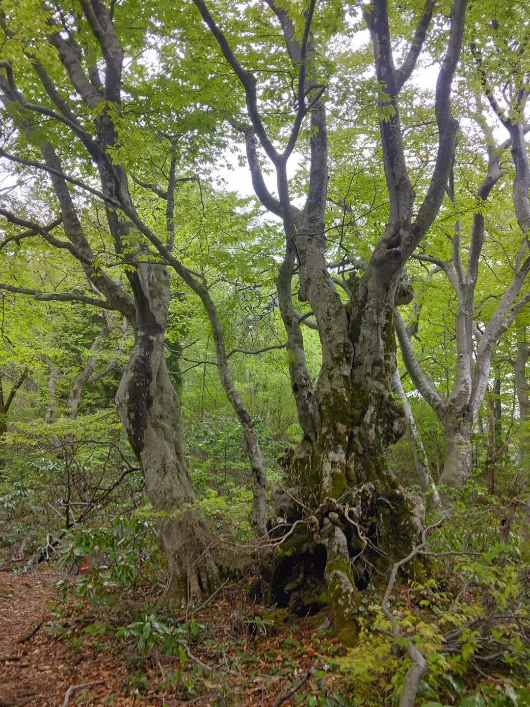 小山田登山口-菅名岳 往復コースの写真
