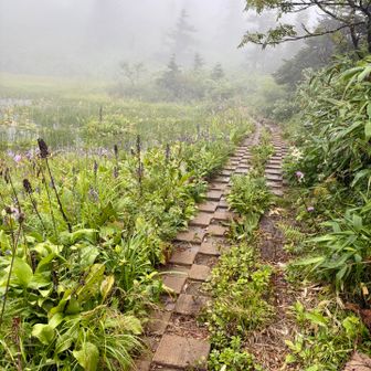 三ツ石への木道を見て下山
この近くのサワギキョウを写すのを忘れた😓