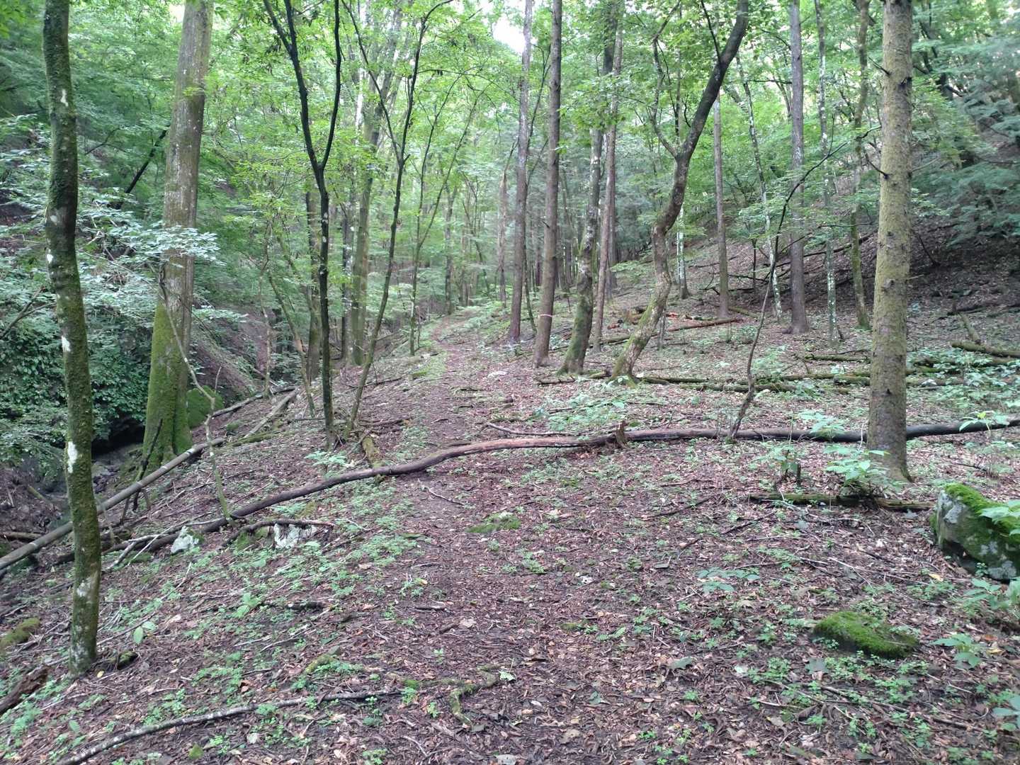 行きは谷コースで
静かな山道が続きます😊