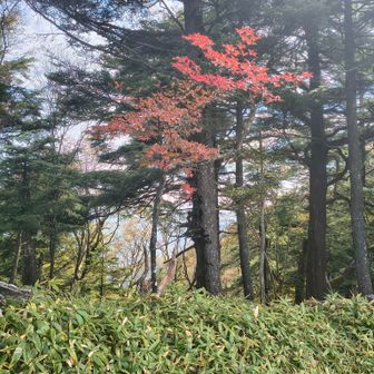 紅葉が始まったところみたい。