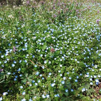 ネモフィラかと思ったらオオイヌノフグリか？