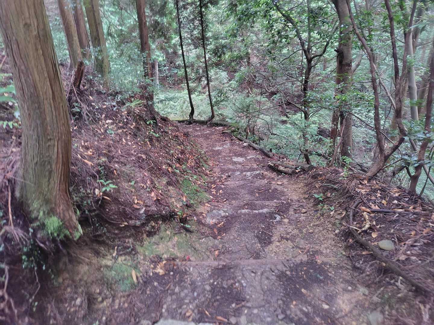 歩きやすい道あり