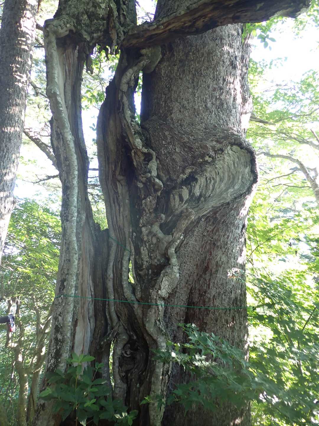裏側が面白い
