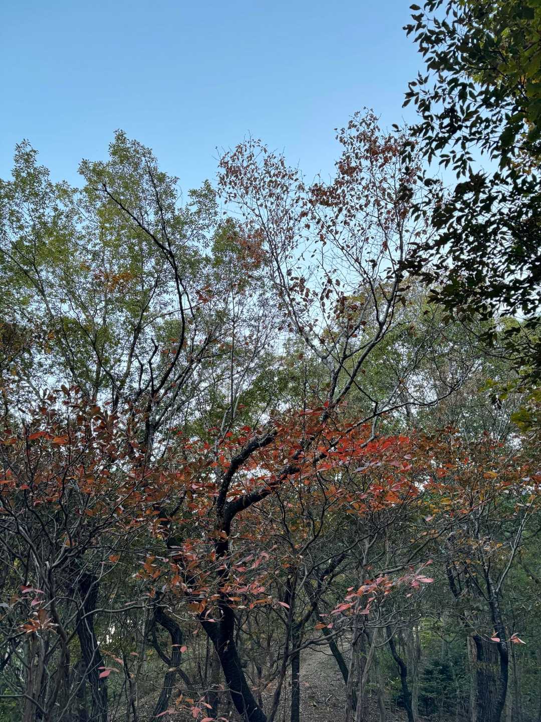 里山なので紅葉はこれから🍁