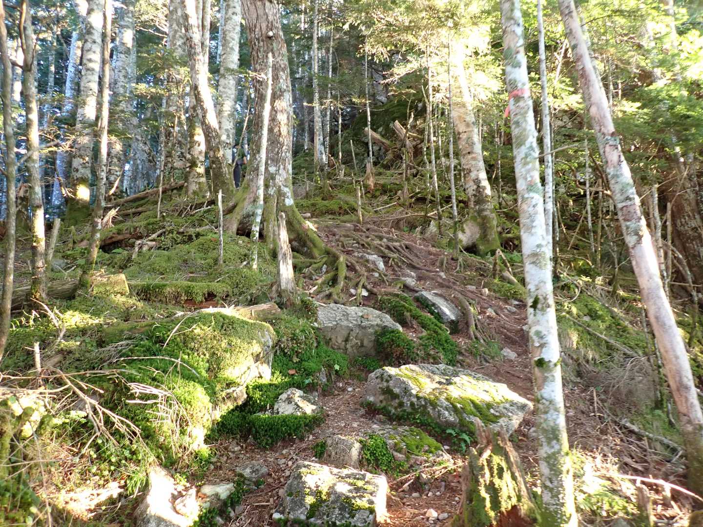 尾高山への登り。