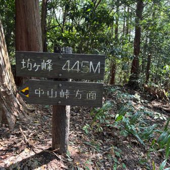 15分ほどで山頂着
坊ケ峰445m
眺望はない