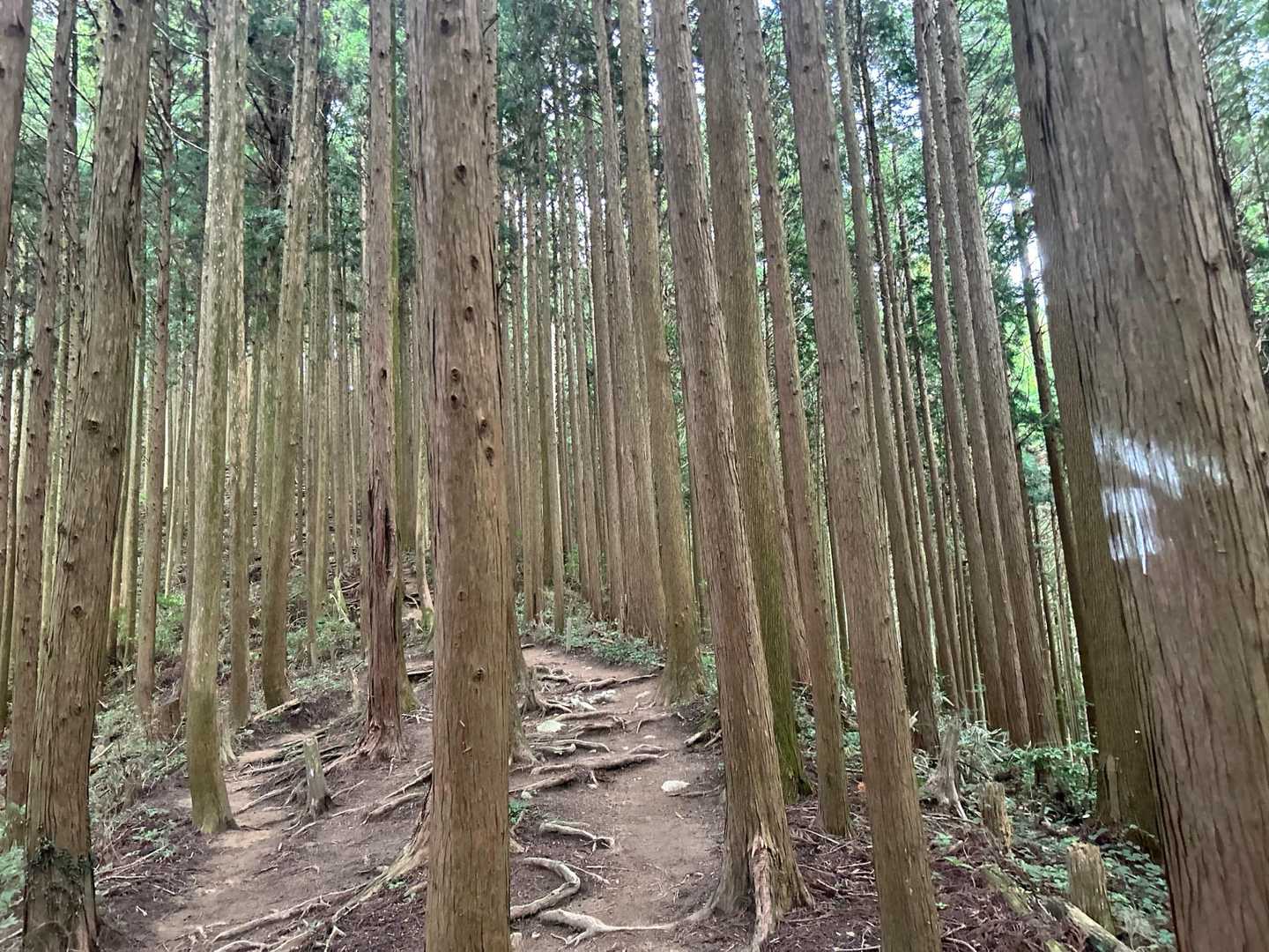 百ヶ辻登山口-金剛山 往復コースの写真