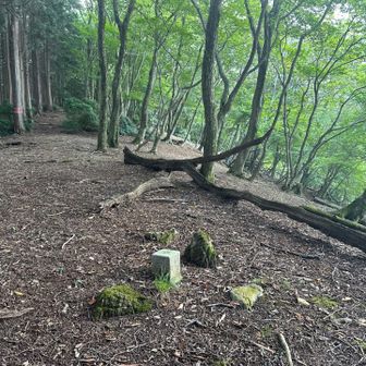 大日向につながる尾根は緩やか。山頂三角点。ここは三等三角点