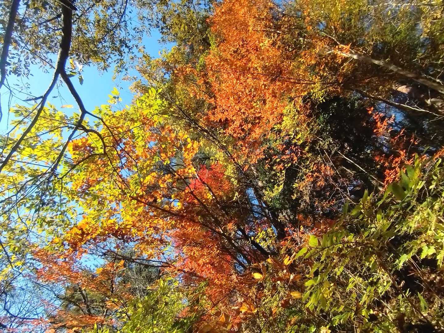 作業道の🍁が綺麗です🥰