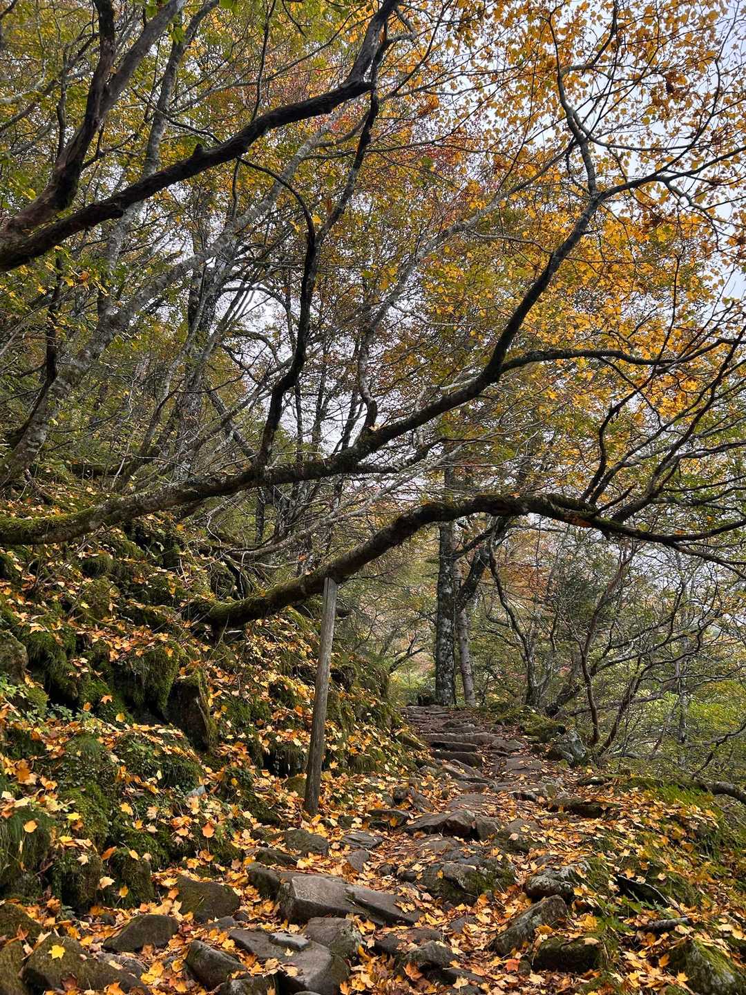 土小屋登山口-石鎚山 縦走コースの写真