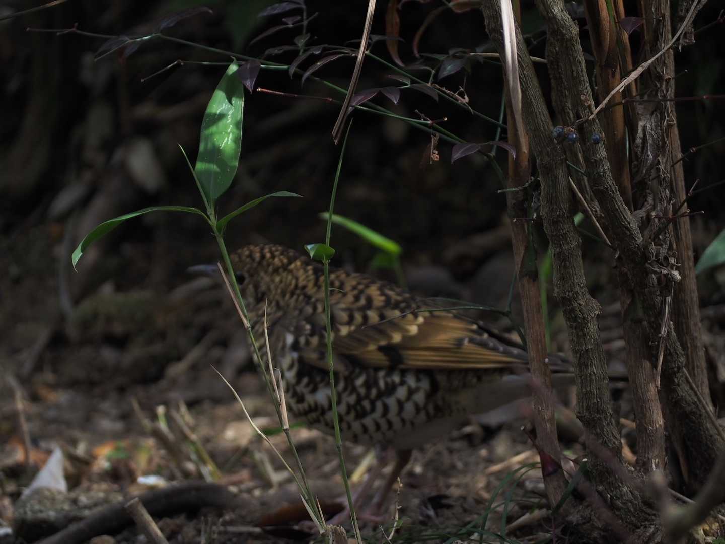 千両の向こうに、鳥さん。
なんの鳥だろう？こっち見ててくれたのに、ピントが合わずに横顔しか撮れず😩
フクロウみたいなお顔の可愛い子。