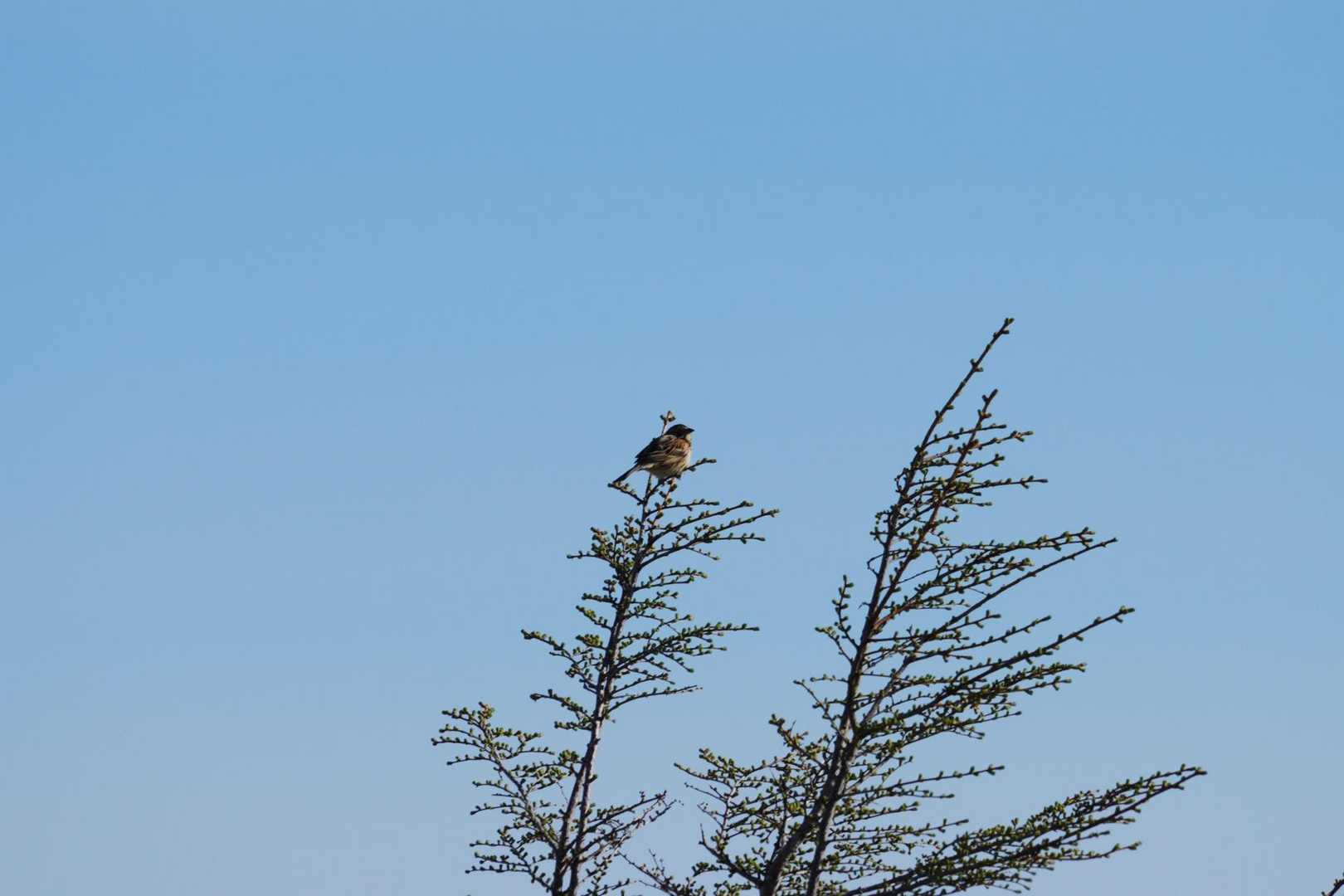 ホウアカ