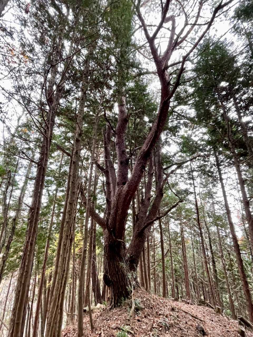 松の巨木🌲