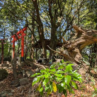 寄り道その⑤
摩耶山山頂はスルーしません
摩耶ドラゴンにご挨拶🐉