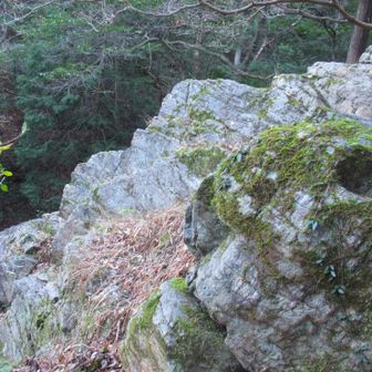 上から見ると、背びれがゴツゴツか