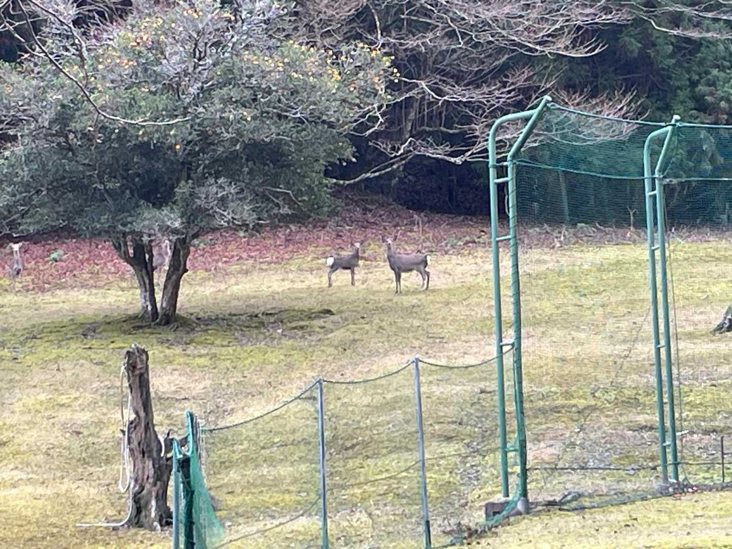 鹿🦌😁