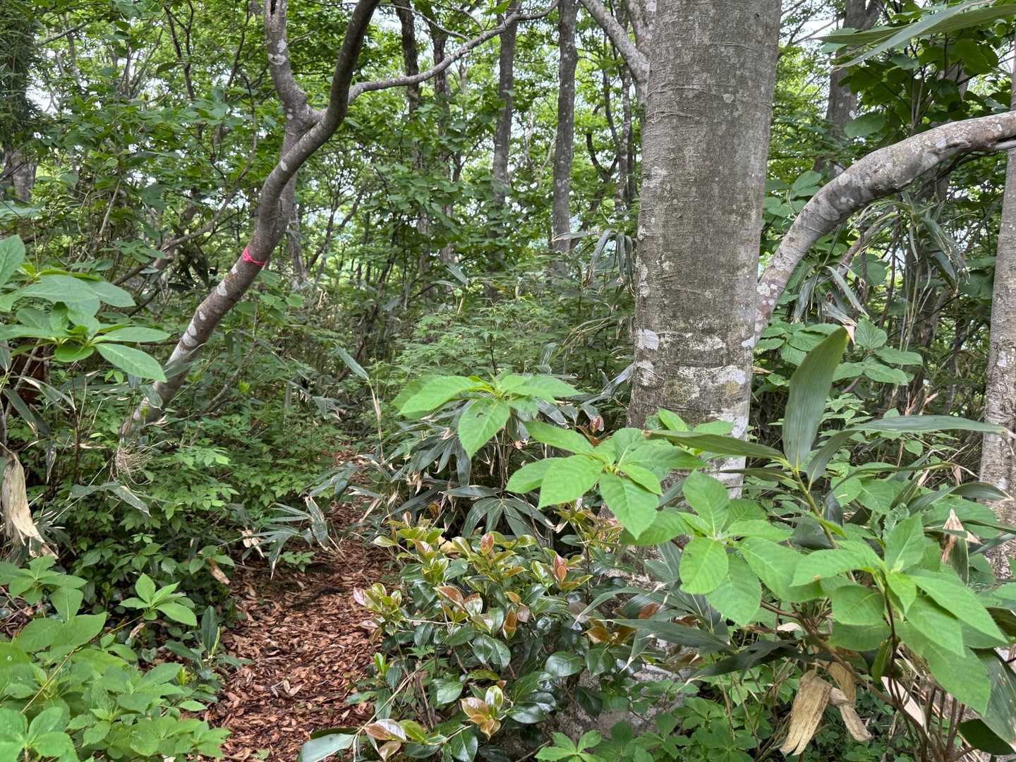 YAMAPでは奥長尾山のピークはここにあるはずですが、山頂標識がどこにあるのか、分かりませんでした