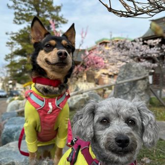 🐶リン&こはる🌸