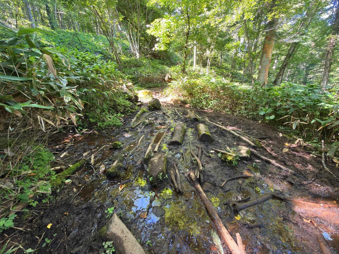 第一ぬかるみ
登山道上のグチャ泥は端を渡れば大丈夫という状態でした