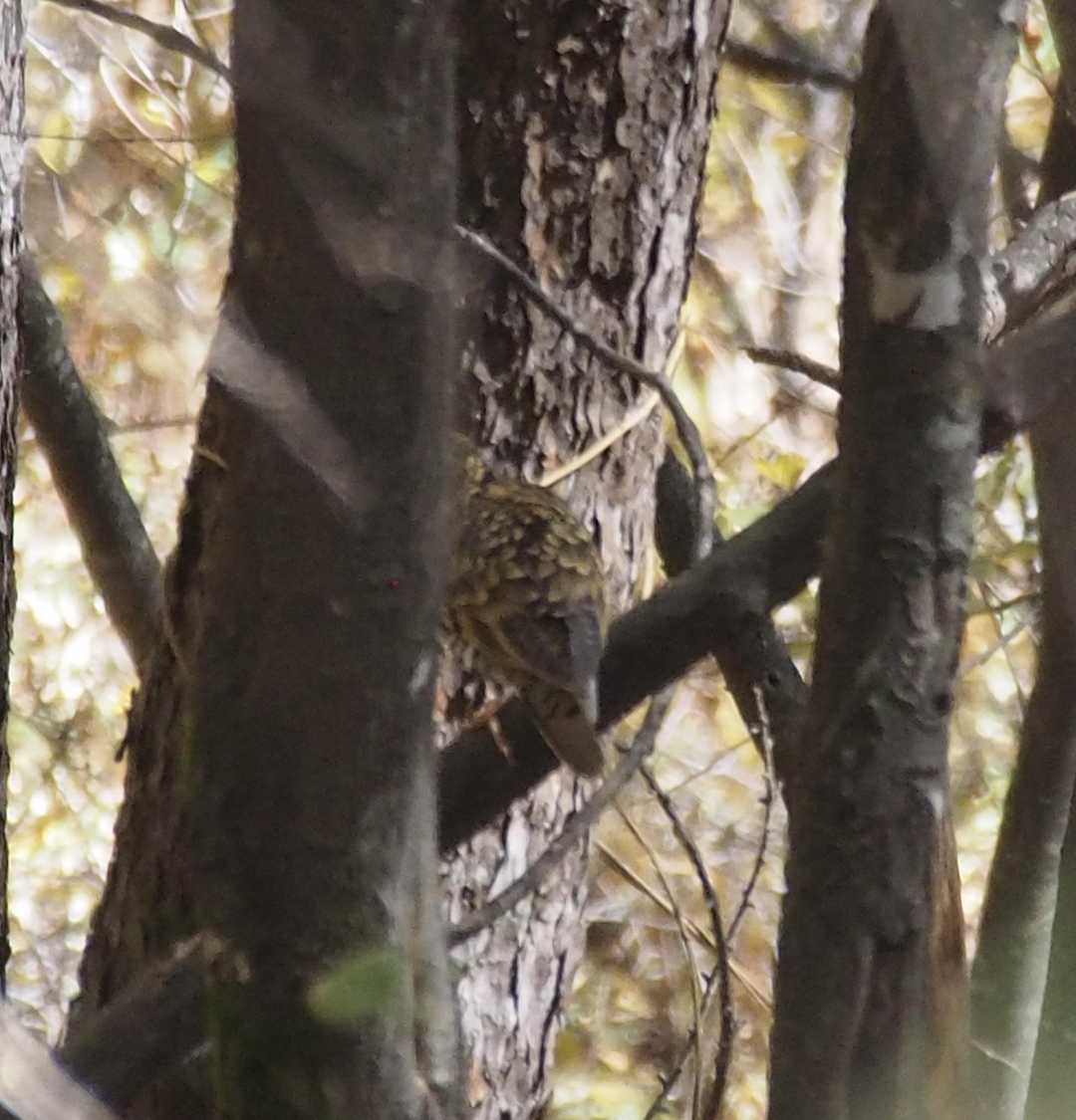 ボケ&顔隠れた！
けどトラツグミさんかな