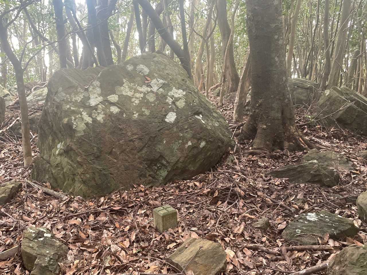 丸隈山の山頂、山頂標識無