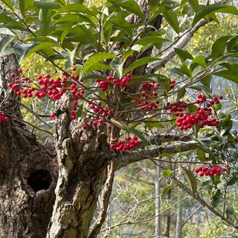 万両があちこちに。
赤い実が目を惹きます。