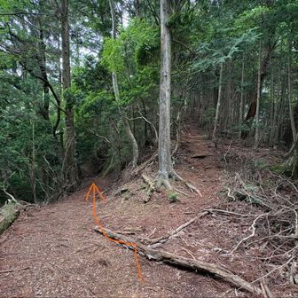 ココは真っ直ぐ進んだものの…
登って降りて、結局は左の道に合流🤪
緩やかな左の道に進むのが正解✅
