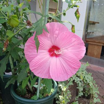 大きなお花🫨