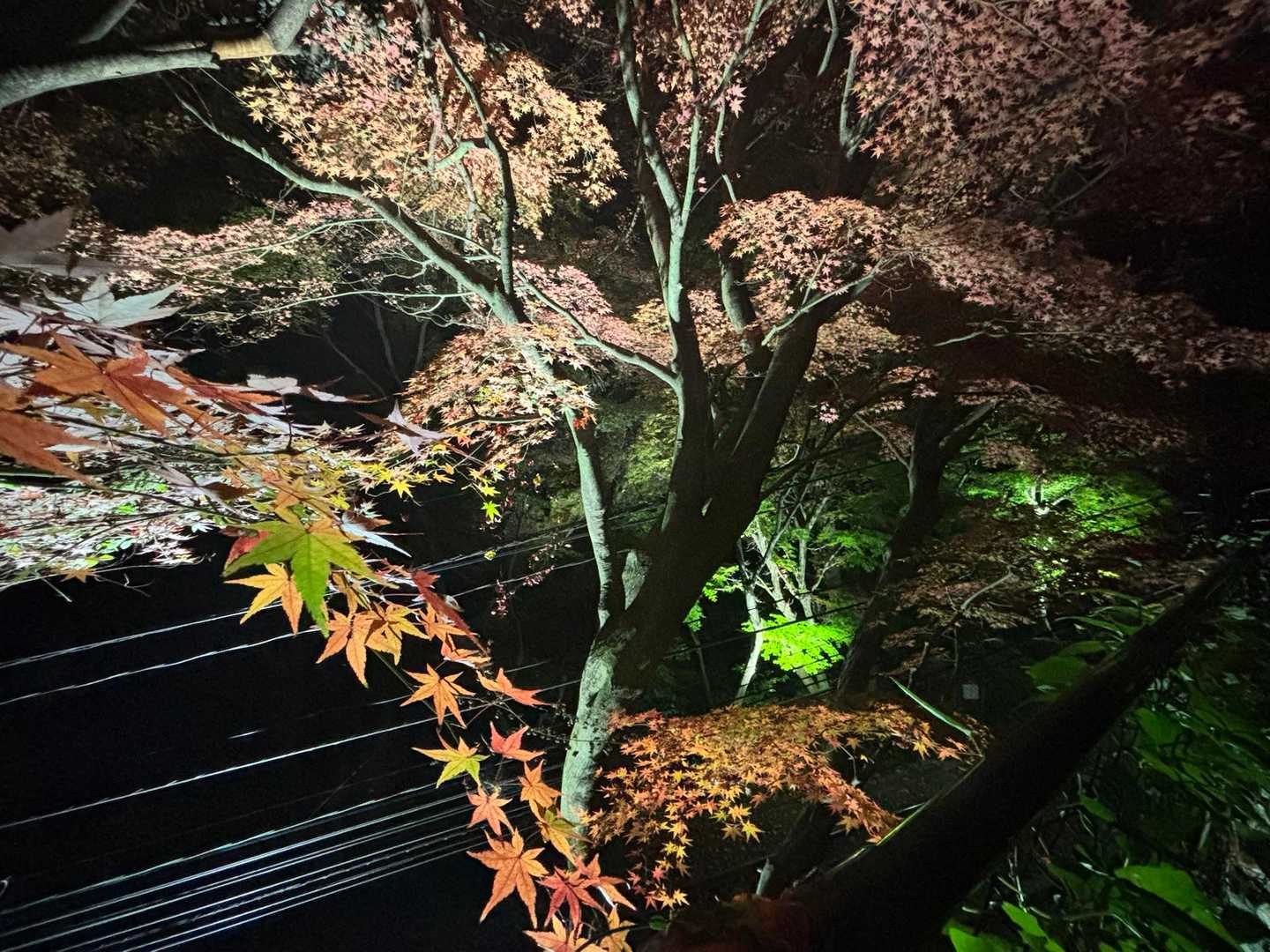 ケーブルカー沿線の紅葉がライトアップされていました！🤩