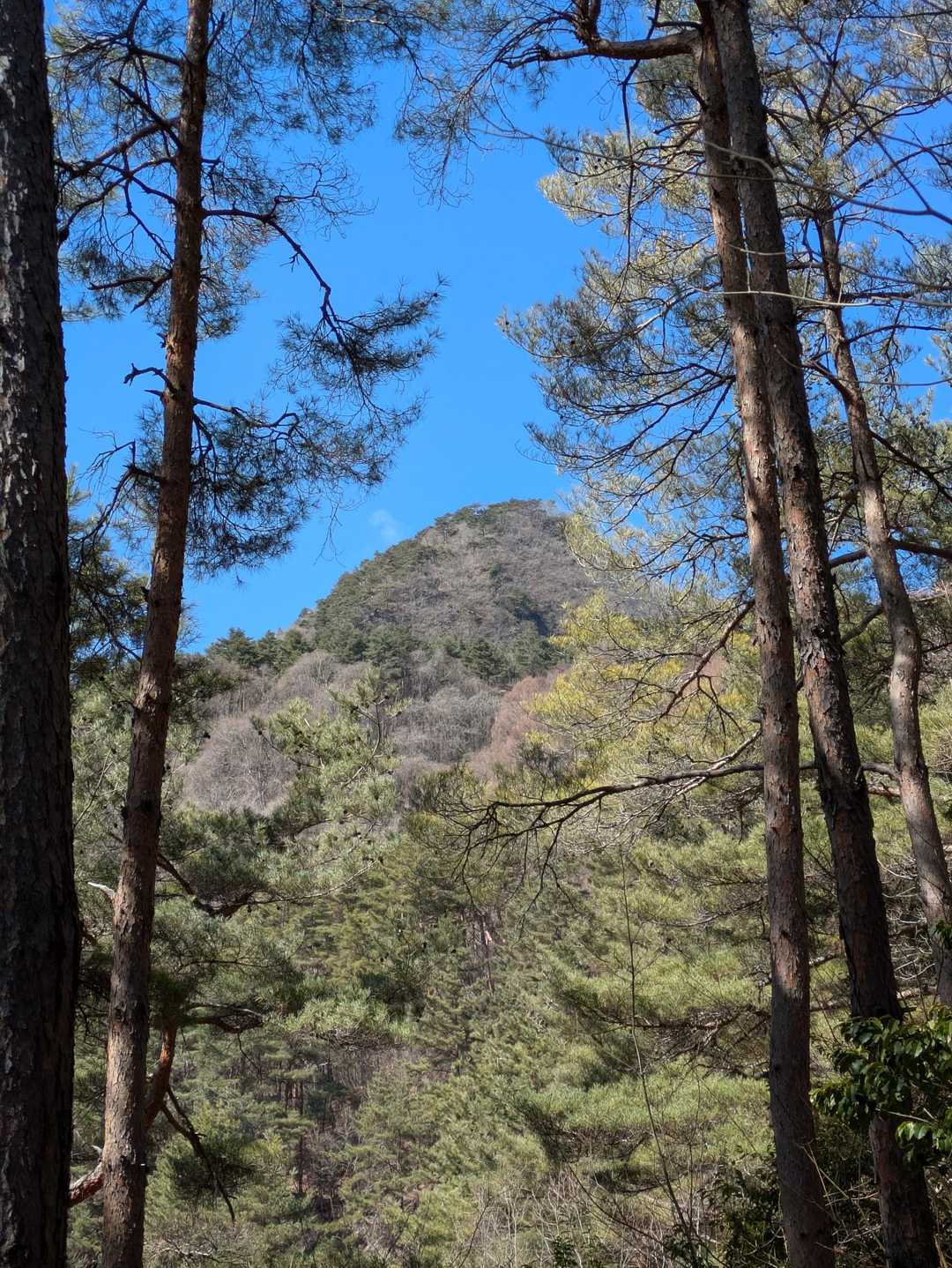子檀嶺岳山頂を振り返る!
格好いいね👍️