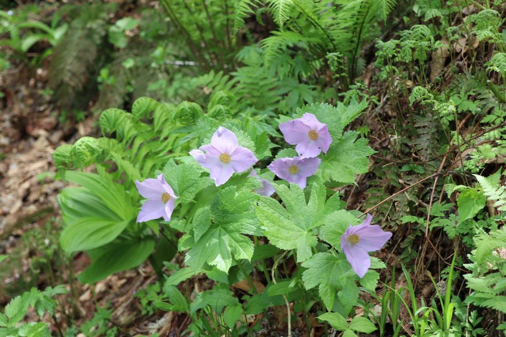 おっと、シラネアオイ